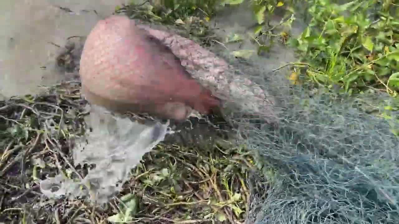 First Time Girl Cast Net Fishing DEFEATED By MONSTER Fish!-12