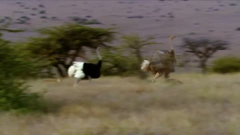 Cheetahs Chasing Ostrich