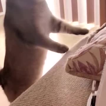 A cat with a good sense of rhythm.
