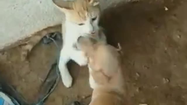 cat funny videos 🤩😹😻cat and dog cute fight video