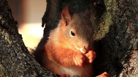 The squirrel hides in the tree hole and eats with relish