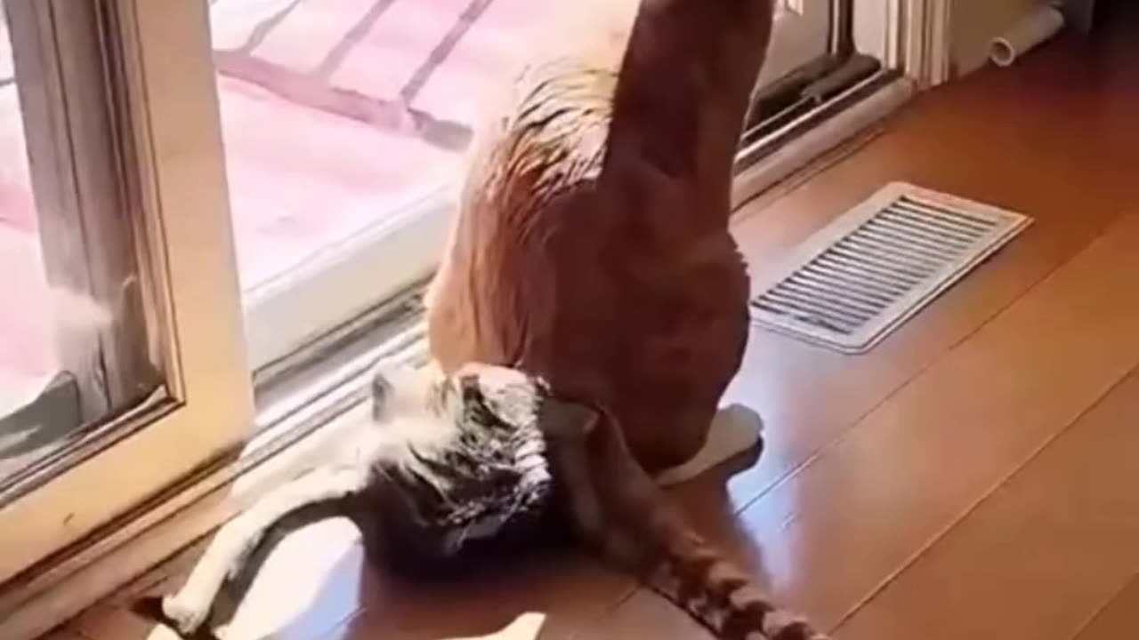 Funny Cats