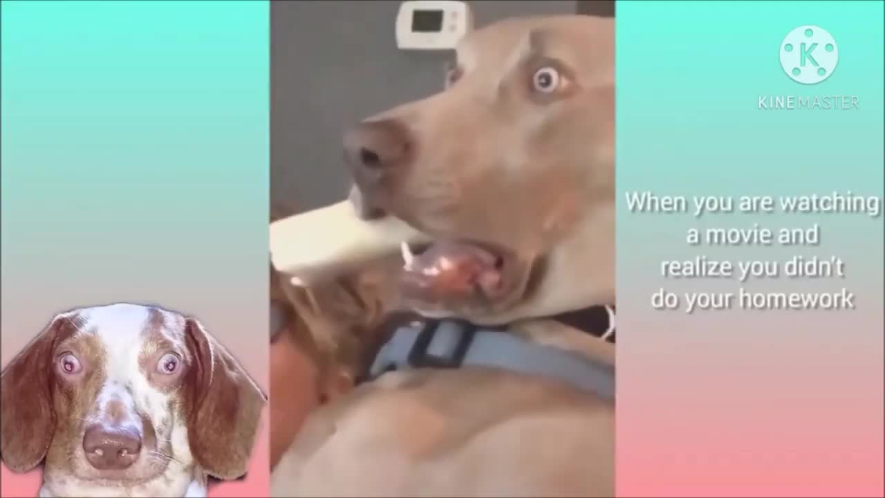 🤣🤣🤣 Funny Dogs Try Not To Laugh Compilation