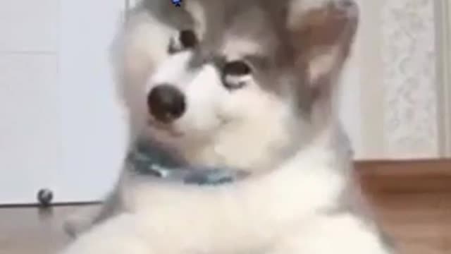Funny clip