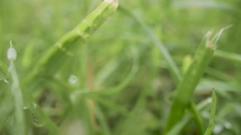 Natural rain droplets and the plant leaves.