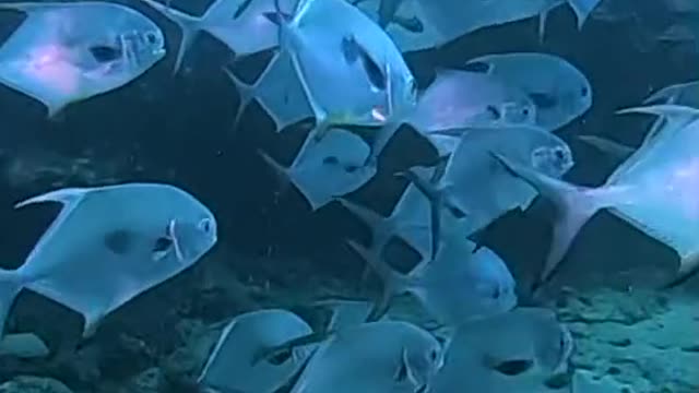 this fairy world