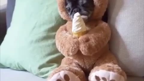 Cute dog eating ice cream 🍦