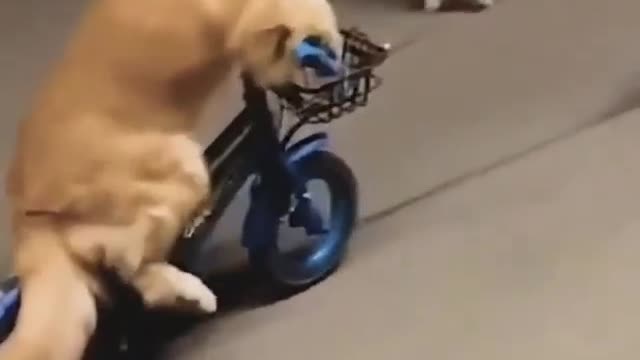 A dog drives a bike