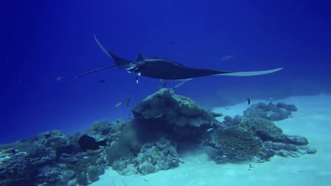 Obsevasing a reef Manta Ray at a cleaning station