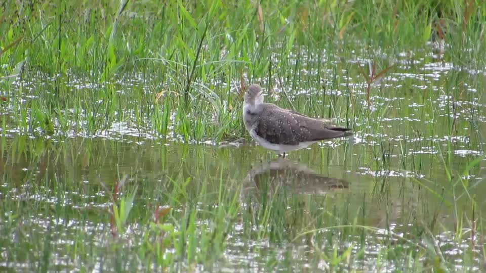 bird-nature-yard-colombia