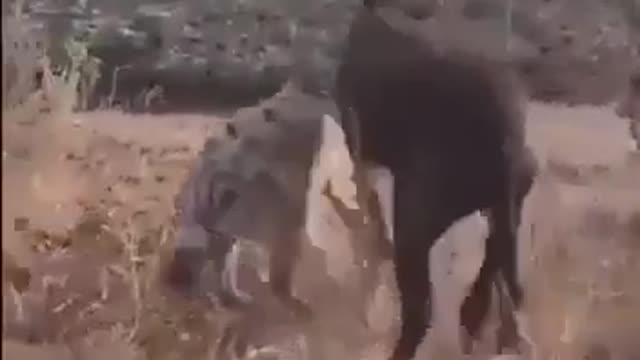 Funny animals