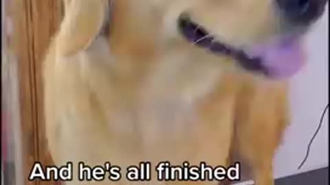 yt1s.com - Golden Retriever snaps at groomer