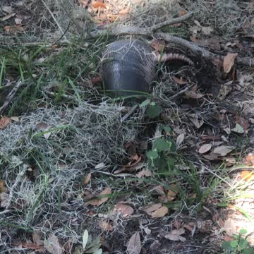 Armadillo in Sawgrass Lake Park can see head