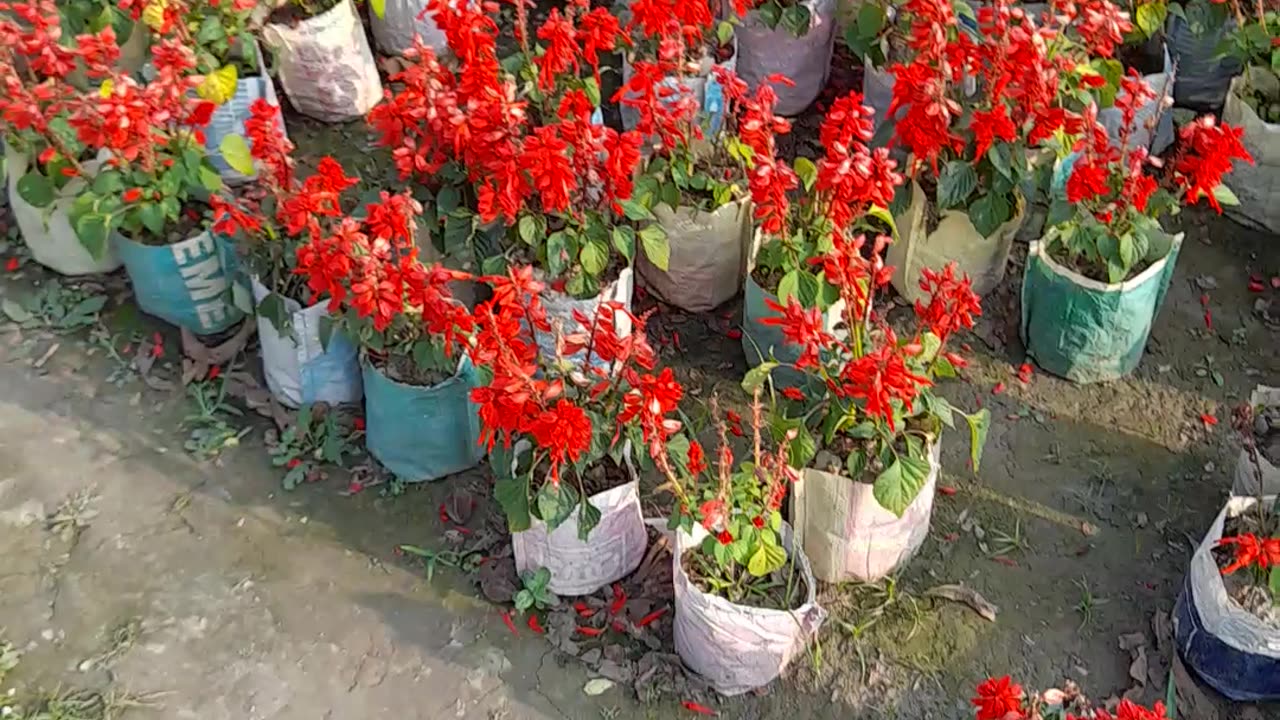 Flower live stream