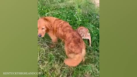 Funny ANIMALS Videos 2024