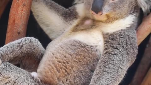 Kool koala