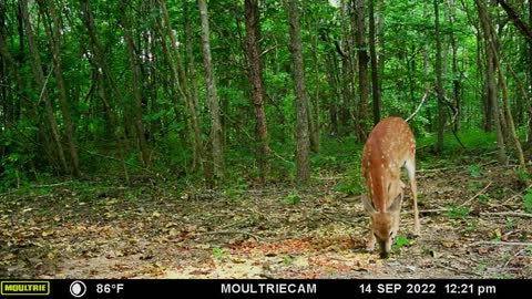 Whitetail Fawn