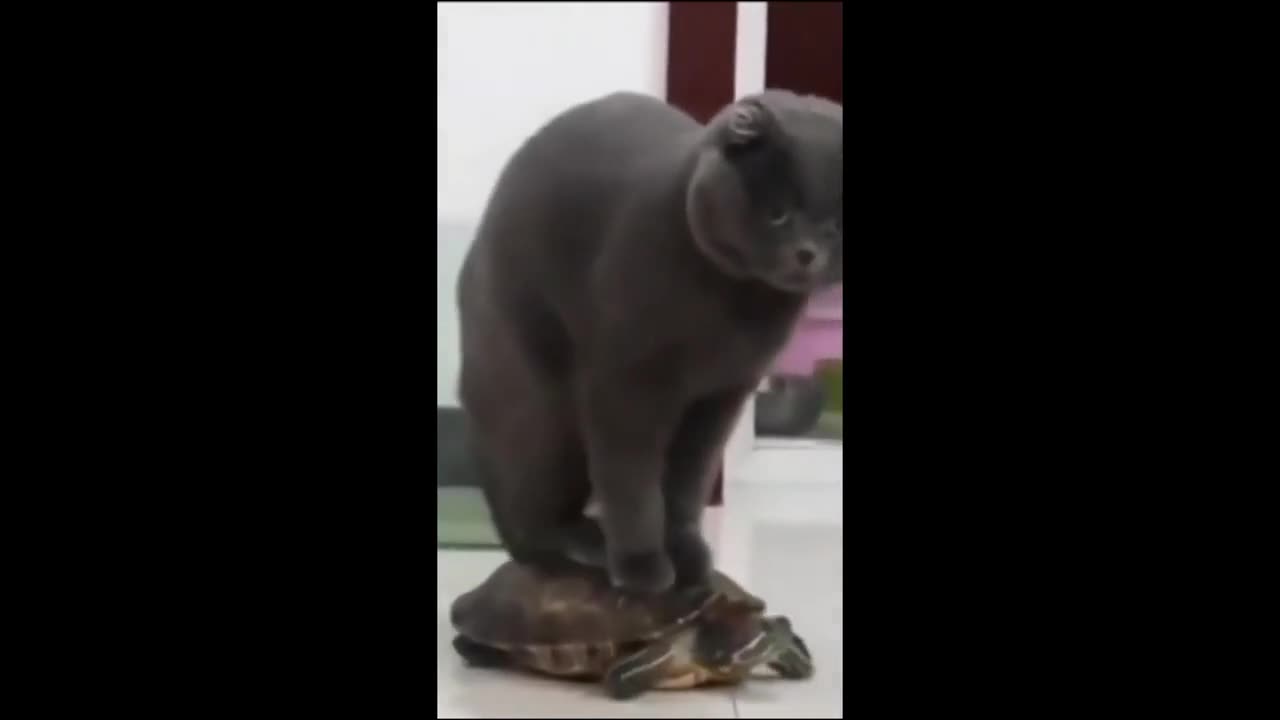 Animals Funny Videos🤣Try Not To Laugh Challenge 🤣🤣🤣🤣