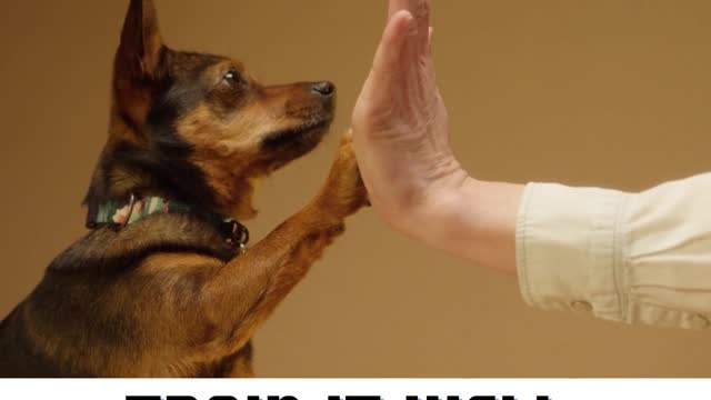 Brain Training for Dogs - Unique Dog Training Course