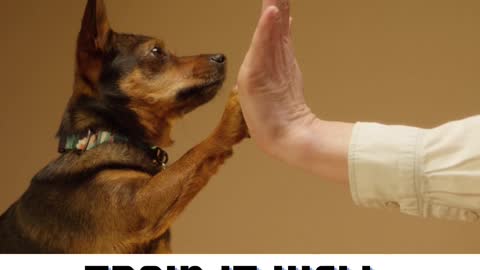 Brain Training for Dogs - Unique Dog Training Course