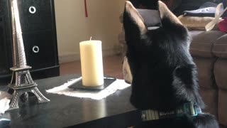 Sassy scared of shooting game
