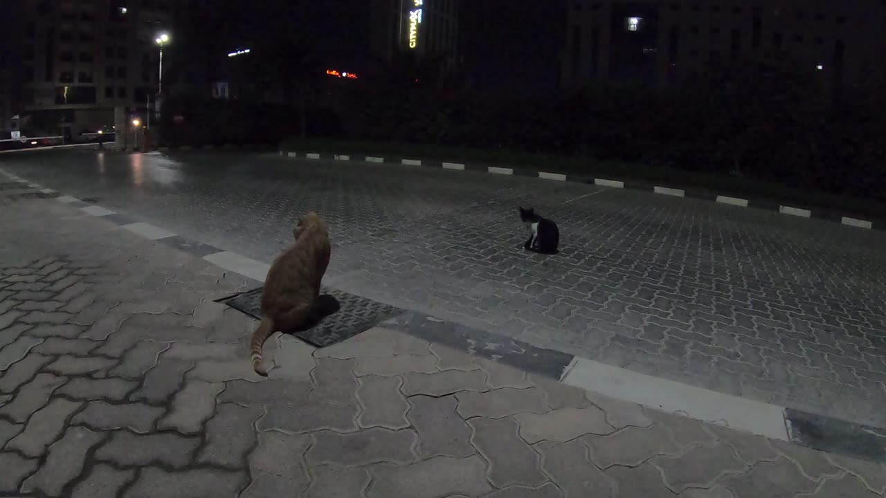 RIHANNA & CHRIS MARTIN - Homeless cats in Ras Al Khaimah, UAE #cat #cats #Rihanna #ChrisMartin #pets