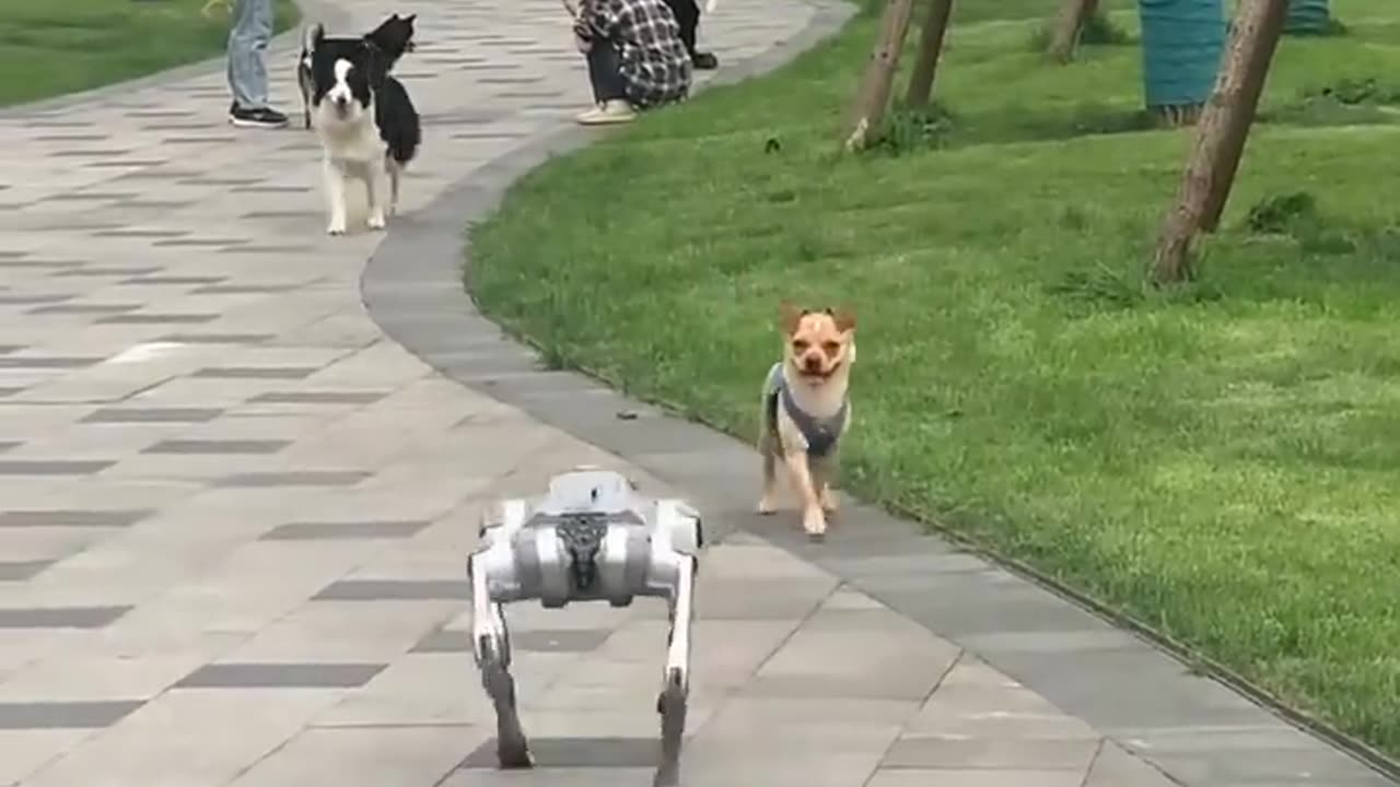 Dogs respond to a robot dog