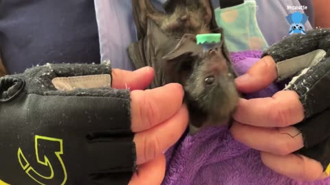 Hard releasing a flying-fox; this is Maccas