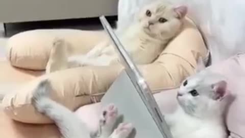 Funny videos 😂😺😂😂