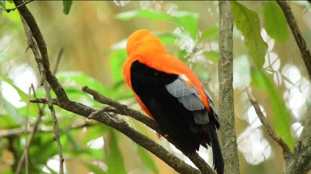 Amazing Indian parrot | funny parrot video