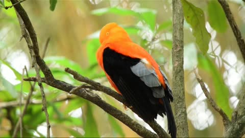 Amazing Indian parrot | funny parrot video