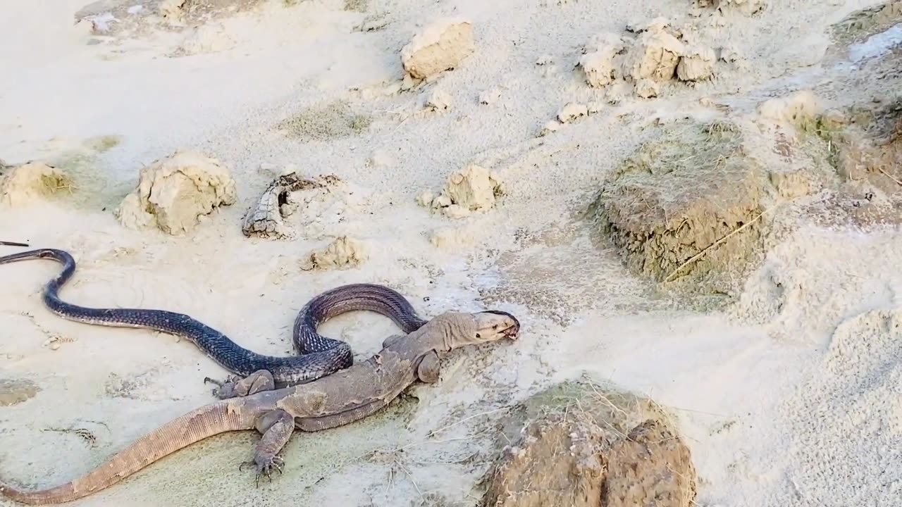 Snake Vs crocodile amazing video