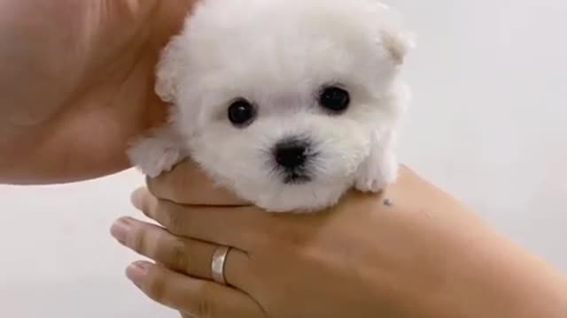 Short-legged, big-faced baby Bichon ♥ new video