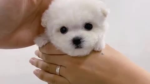 Short-legged, big-faced baby Bichon ♥ new video