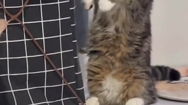 This cat's behavior is so cute