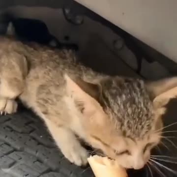 A homeless cat almost died of cold and hunger