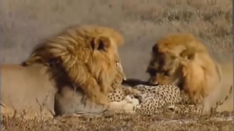 Best Moment Of Top Animal War 2020 Discover Wild Animals