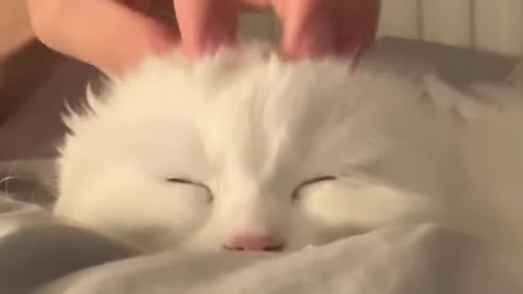 Head massage for my cat