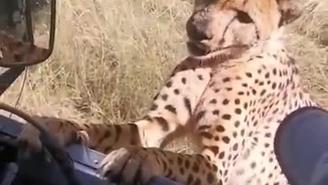 Cheetah gets too close for comfort 🐆😳 #shorts #animals #cheetah #swns