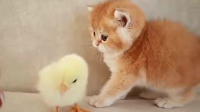 Kittens walk with a tiny chicken