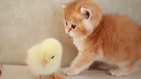 Kittens walk with a tiny chicken