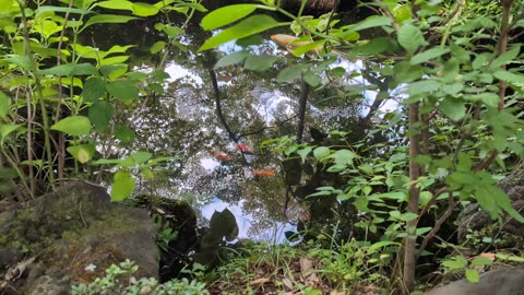 Koi Pond at Onsen