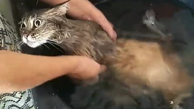 Cat relaxed in a sink bath