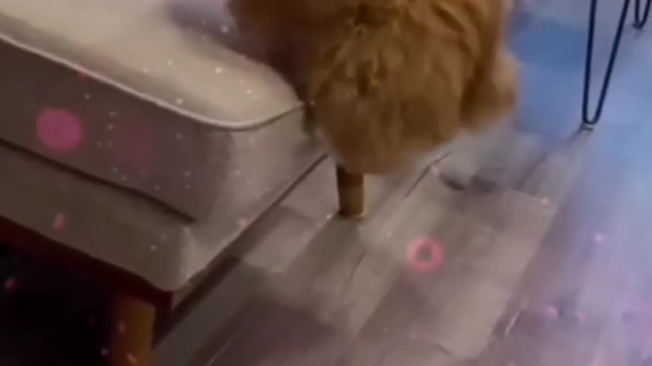 Cat funny video