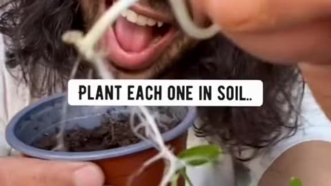 DIY Homemade Cucumbers