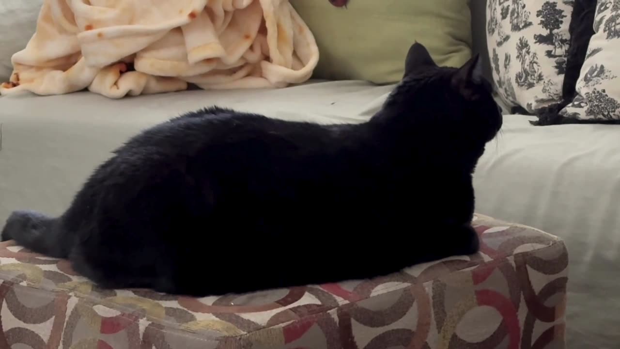 Cute Precious Piper Surveys the Room from the Foot Stool - Adopting a Cat from a Shelter Vlog