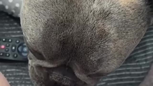 French Bulldog has sweetest relationship with newborn baby