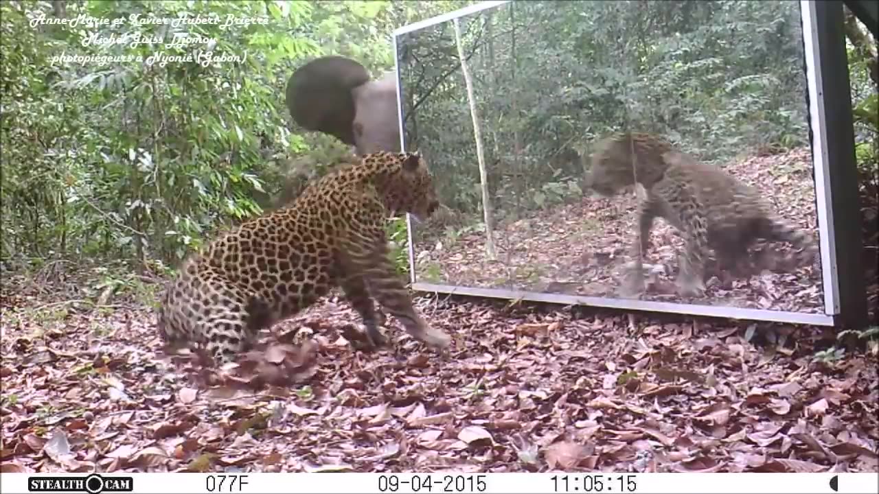 Gabon' Jungle_ An Elephants Family Refuses To Share A Big Mirror With A Leopard (Short Version)