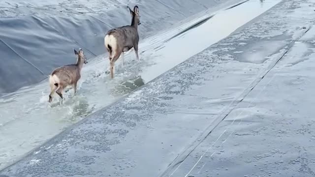 WATCH : Deer And Her Baby Rescued From Slippery Surface! ❤