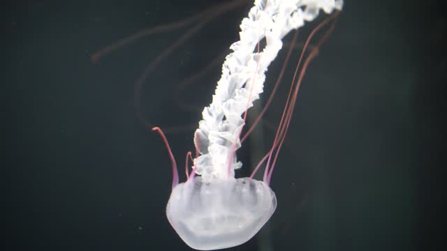 Jelly fich